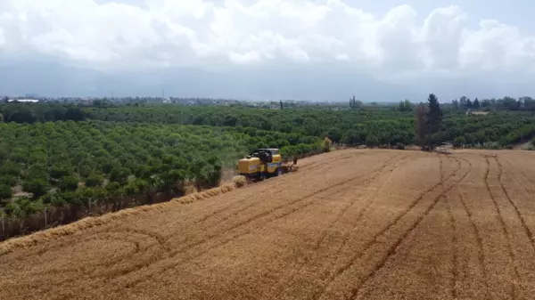 Dörtyol'da buğday hasadı sürüyor