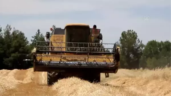 Çiftçiler buğday hasadına başladı