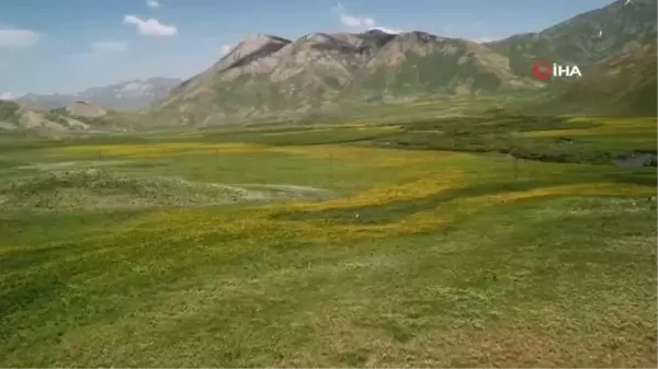 Faraşin Yaylasındaki renk cümbüşü görenleri hayran bıraktı