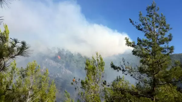 Mersin'de orman yangını