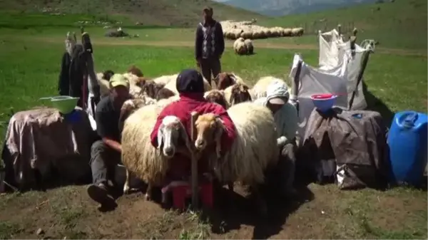 Göçerlerin yaylalardaki mesaisi başladı