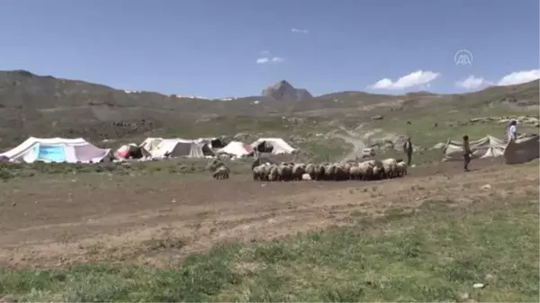 Muş ve Hakkari'nin huzurlu yaylaları göçerlerin vazgeçilmezi oldu (1)