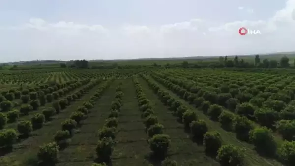 Portakal ağaçlarının kömür yolculuğu başladı