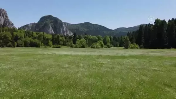 KASTAMONU - Küre Dağları yeşilin farklı tonlarıyla görsel şölen sunuyor