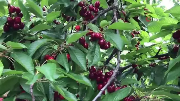 Amasya'da kiraz hasadı başladı