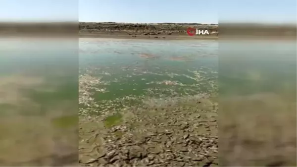 Diyarbakır'da göl kurudu binlerce balık telef oldu