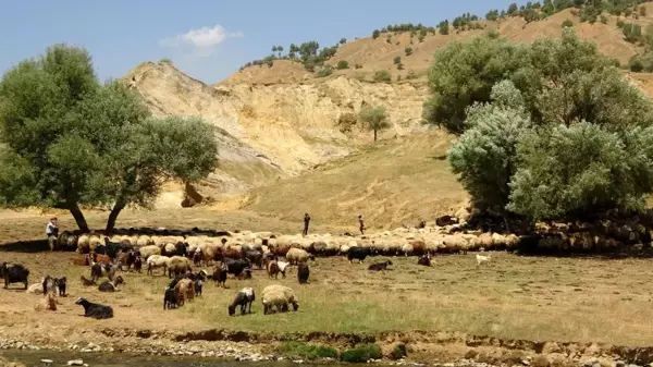 Yaylacıların zorlu koyun kırkım mesaisi başladı