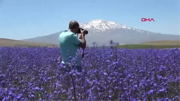 MOR RENKLİ SIĞIR DİLİ ÇİÇEKLERİNE FOTOĞRAFÇI İLGİSİ