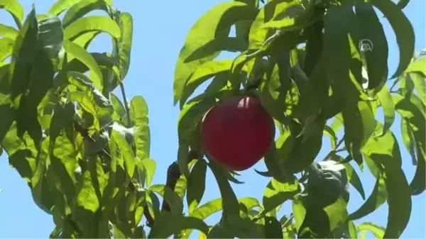 Vali Köşger, Selçuk'ta şeftali hasadına katıldı