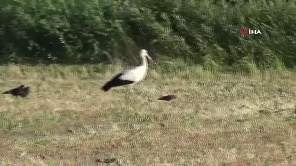 Çiftçi dostu leylekler iş başında