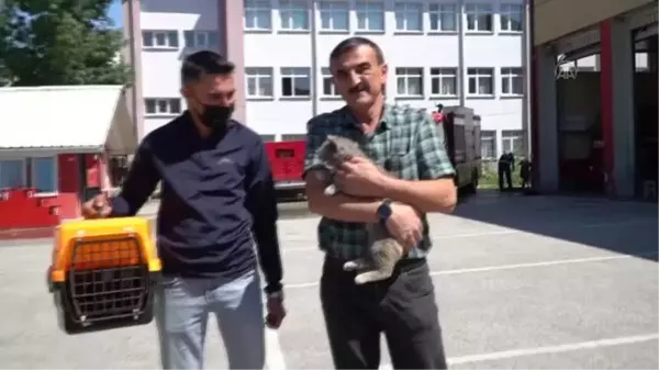 Son dakika haberi: Sattıkları aracın motor bölümüne giren kedi yavrusunu Düzce'de teslim aldılar