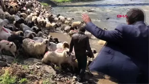 KARS KIRKILAN KOYUNLARI KARS ÇAYI'NDA YIKADILAR