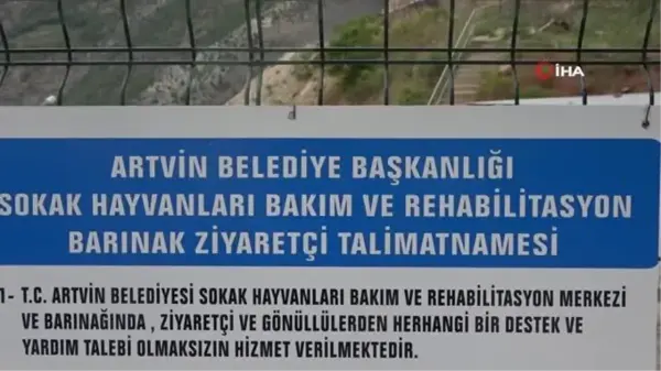 Artvin'de hayvan severler sokak hayvanlarının sesi oldu