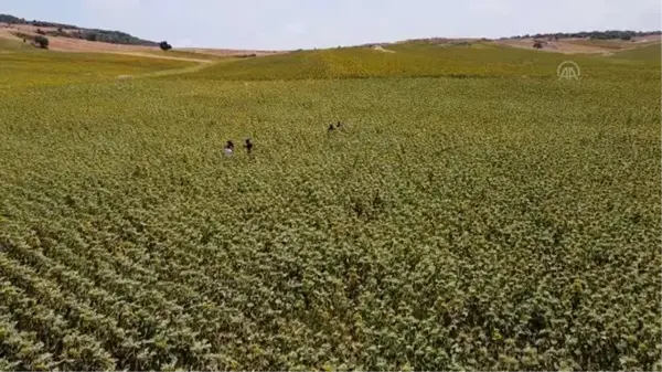 Çukurova'da sarıya boyanan ayçiçeği tarlaları doğal fotoğraf stüdyosu haline geldi (2)