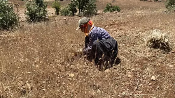 Ektikleri ürünlerden verim alamayınca elle toplamaya başladılar