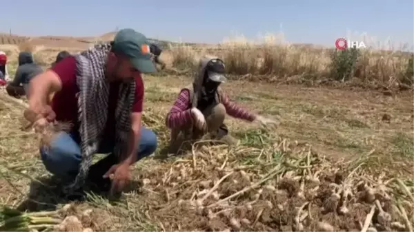 Şanlıurfa'da sarımsak hasadı başladı