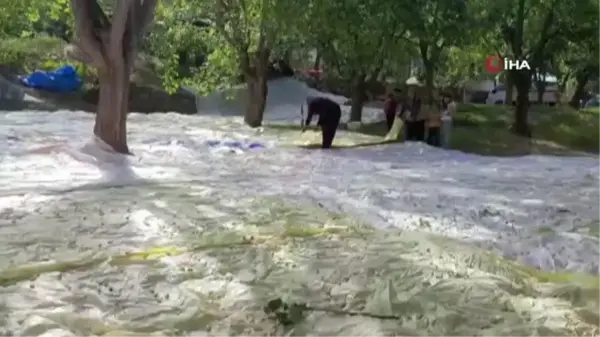 Son dakika haberleri! Yusufeli'nde dut pekmezi geleneksel yöntemlerle hazırlanıyor