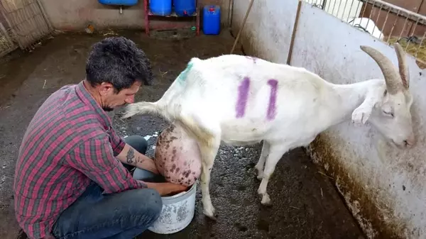 Sahibi büyük şaşkınlık yaşadı! Beslediği keçi bir günde ağırlığının yarısı kadar süt vererek rekor kırdı