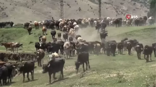 Sıcaktan bunalan mandalar Karasu Nehri'nde serinliyor