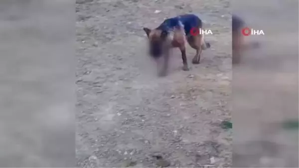 Ayvalık'ta sahipli bir köpeğin hunharca katledildiği iddiası