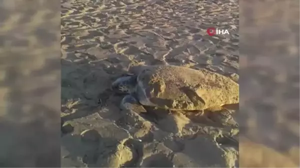 40 derecede caretta caretta nöbeti