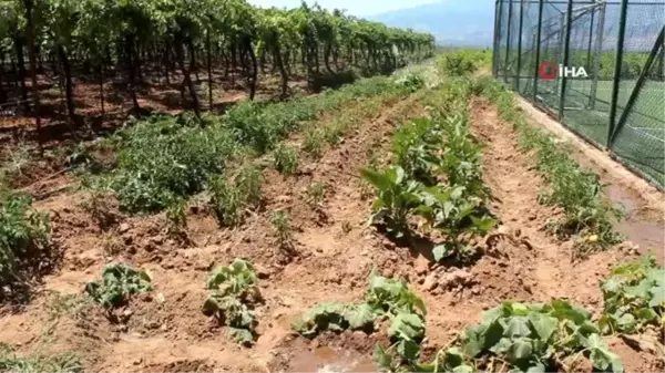 Okul bahçesinde sebze yetiştirip okula gelir sağlayacaklar