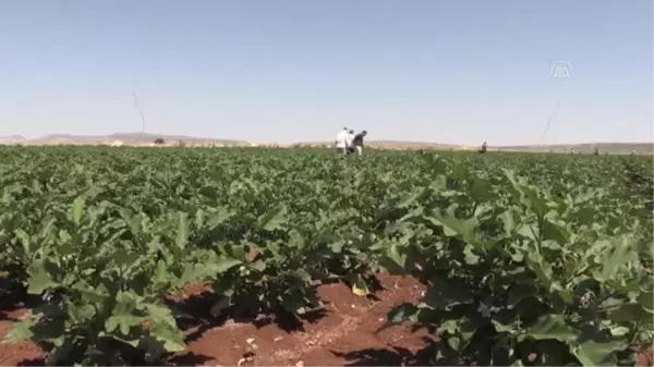 Hasadına başlanan patlıcan, verimi ve fiyatıyla üreticisinin yüzünü güldürüyor