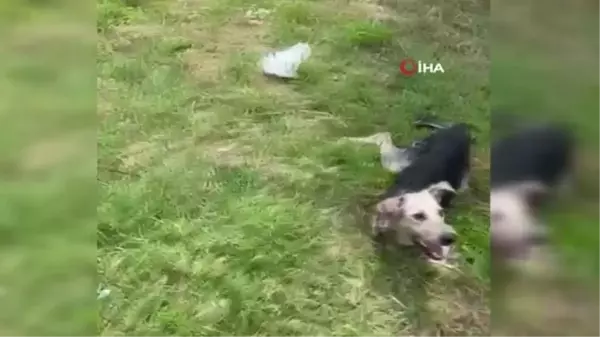 Son dakika haberleri... Ölmek üzere olan sokak köpeğine itfaiye yardım etti