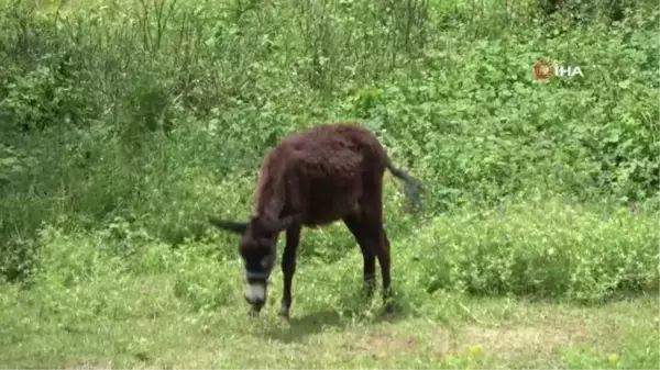 Bir litresi 100 TL'den satılıyor, pandemi onu da etkiledi