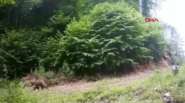 Bolu'da yaban hayatı fotokapanla görüntülendi