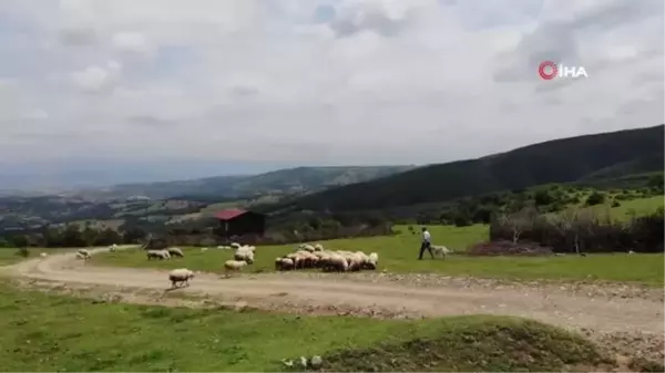 'Sertifikalı çoban' olmak isteyenlerden sürü yönetimi kursuna yoğun ilgi