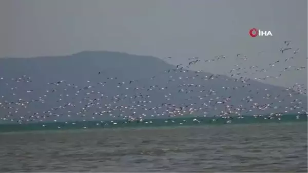 Son dakika haber | Türkülere konu olan allı turnalar Van Gölü havzasını renklendirdi