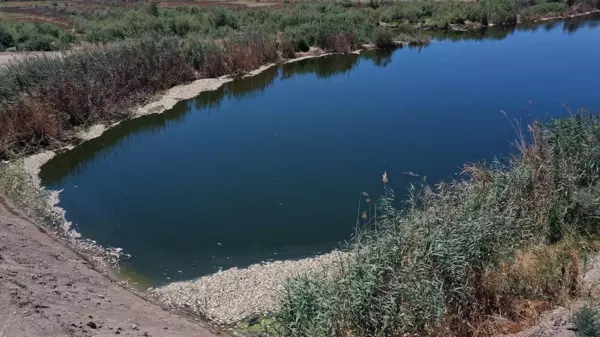 Son dakika haber | Büyük Menderes Nehri'ndeki toplu balık ölümleri balıkçıları endişelendiriyor