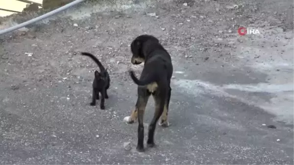 Yavru kedi ile köpeğin gülümseten dostluğu