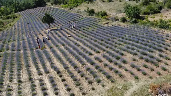 Dokuz aylık maaşıyla köyüne lavanta bahçesi kurdu