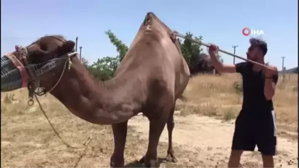 Yeni sezon öncesi develer yağlandı