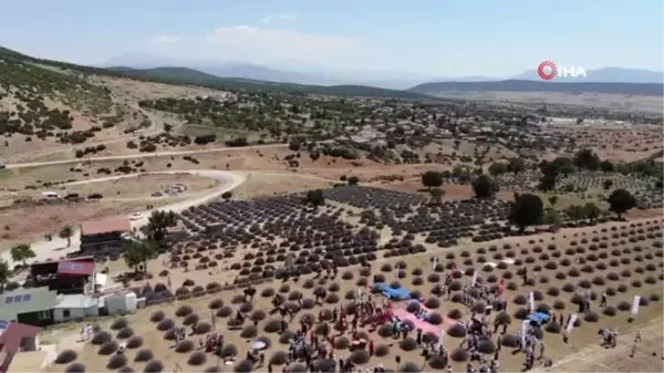 Isparta'da lavanta şenliği