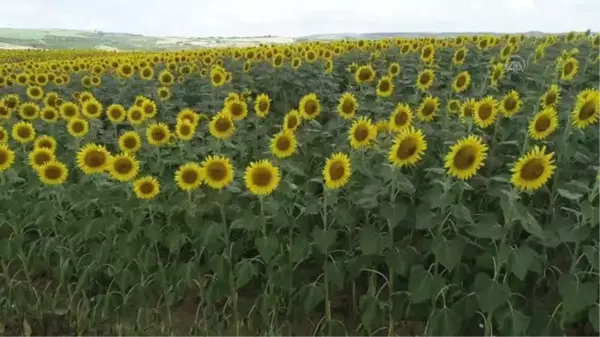 Tarlaları sarıya boyayan ayçiçekleri fotoğraf tutkunlarını bekliyor