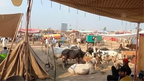 İSLAMABAD - Pakistan'ın renkli kurban pazarlarında bayram yoğunluğu yaşanıyor