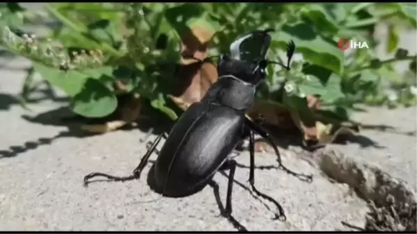 Koruma altındaki geyik böceği Manisa'da görüldü