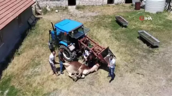 Köy halkından herkese örnek olacak kurban kesimi