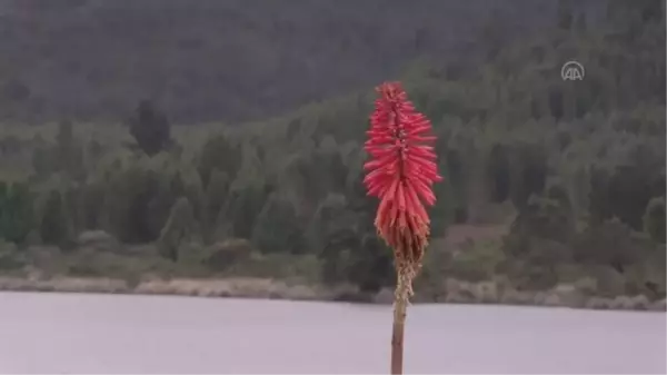 Kolombiya doğal orman rezervini korumak için faaliyetlere devam ediyor