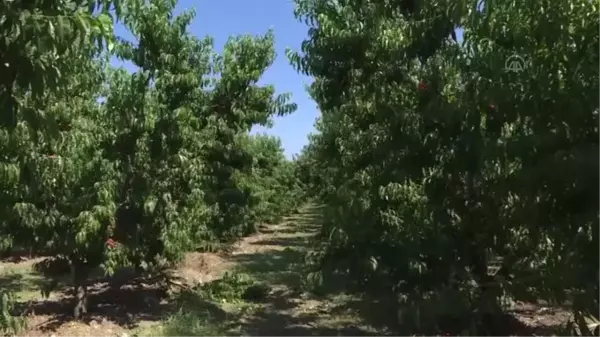 Türkiye'nin yaş meyve sebze ihracatında artış eğilimi sürüyor