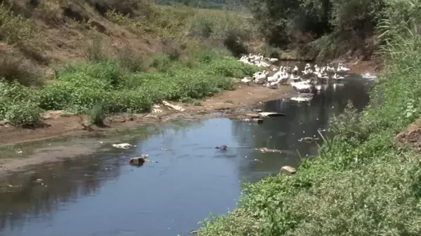 Alibeyköy Barajına akan dere korkuttu