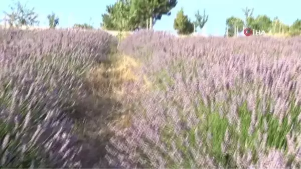 Köydeki lavanta tarlası fotoğraf tutkunlarının ilgi odağı