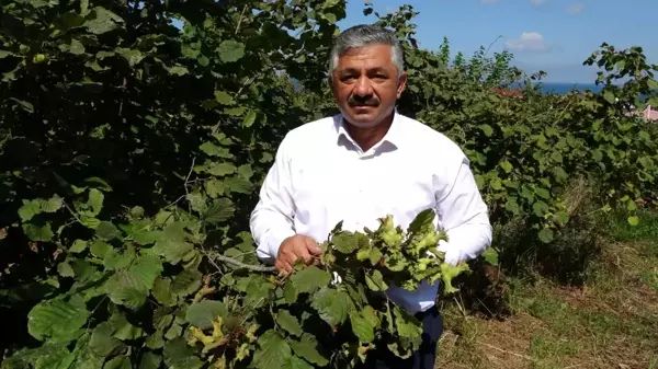 Kaliteli fındık için 'erken hasat yapmayın' uyarısı