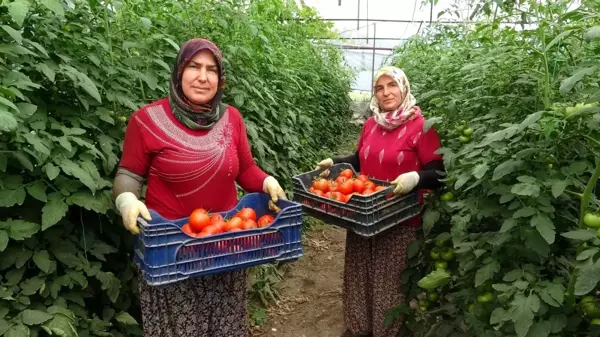 Isparta'da yayla şartlarında domates hasadı