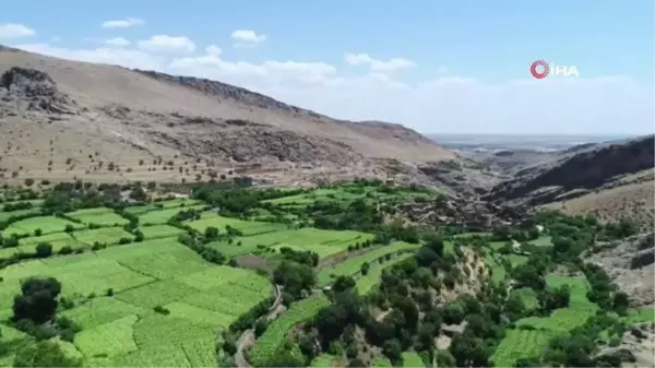 Mardin'in saklı cenneti: Gurs Vadisi doğasıyla hayran bırakıyor