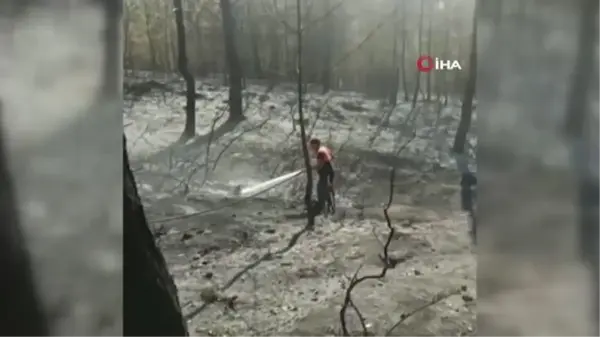 Antalya'da yangın söndürme çalışmasına destek veren ekipler, yaralı kaplumbağanın hayatını kurtardı