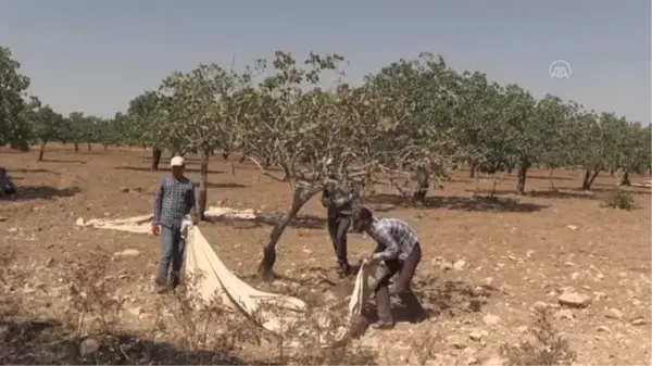 ŞANLIURFA - Baklavada kullanılan boz fıstık hasadı başladı